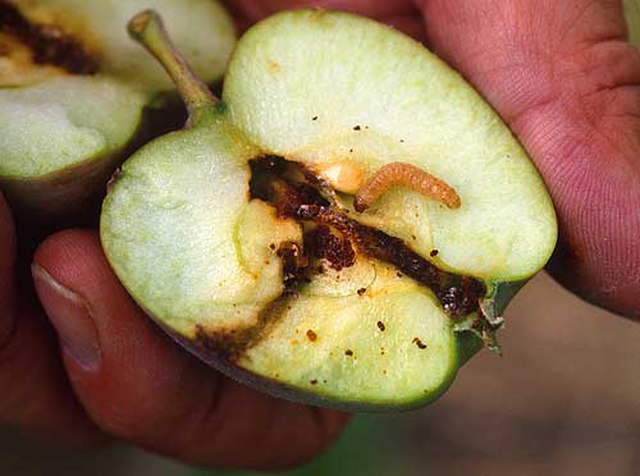Larva in apple fruit