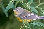 Thumbnail for File:Magnolia Warbler, Prospect Park, Brooklyn, New York 2021.jpg