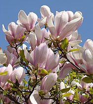 Magnolia × soulangeana