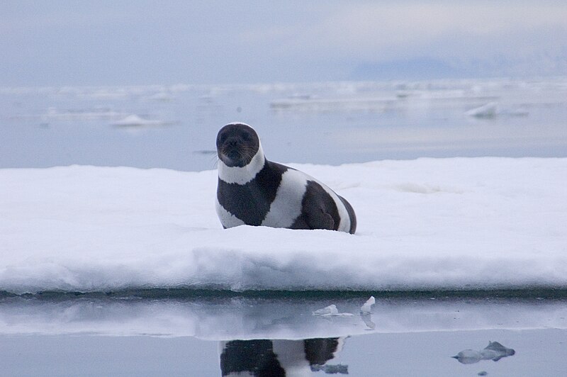 File:Male Ribbon Sea Ozernoy Gulf Russia.jpg