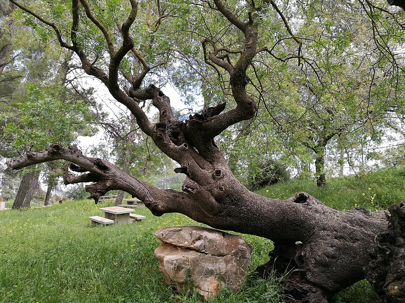 File:Malkia Old Tree.jpg