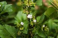 Malva parviflora (bloem)