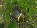 Pattedyr Ratufa bicolor Malayan Giant Squirrel IMG 7905 03.jpg