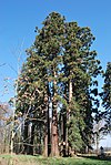 Sequoia trees in Hemmingen (1) .jpg