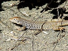 Marmoreret whiptail (Cnemidophorus tigris mundus) .jpg