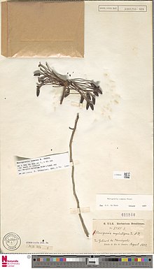 Marcgravia comosa diawetkan specimen.jpg