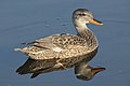 Gadwall Canard chipeau