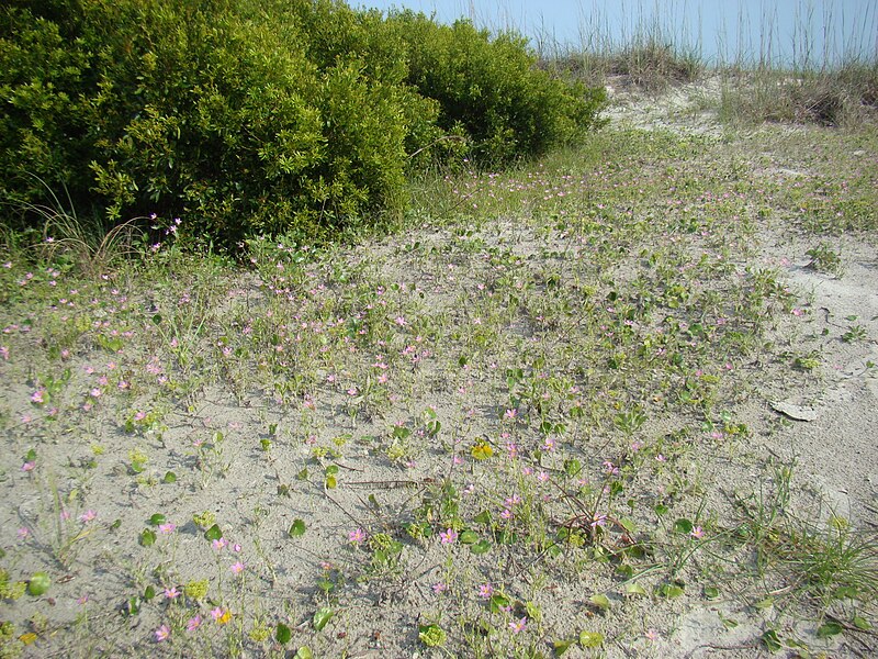 File:Marsh pinks field.jpg