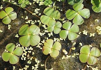 330px-Marsilea_quadrifolia_kz1.jpg