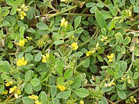 Medicago minima