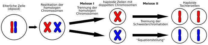 Meiose – Jewiki