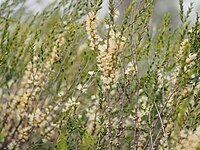 Melaleuca acuminata