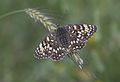 Melitaea phoebe Knapweed Fritillary Benekli Büyükiparhan