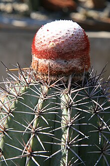 Melocactus azureus Buining & Brederoo mit weisser Frucht.jpg