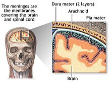 The three meningeal layers, Dura, Arachnoid, and Pia.