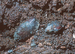 Metarhizium majus által megölt Oryctes rhinoceros bogarak, 1977-ben a Fülöp-szigeteken