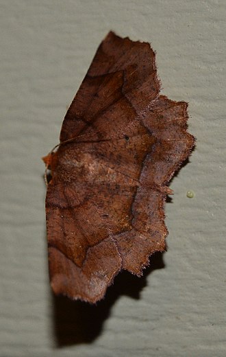 Purplish metarranthis, Metarranthis homuraria Metarranthis homuraria 080814 B.jpg