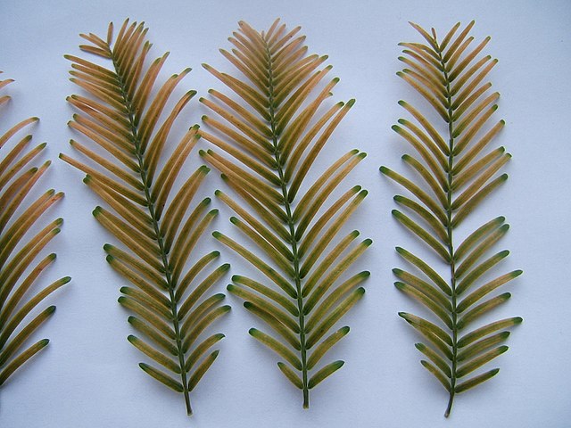 Fallen foliage sprays (cladoptosis) of Metasequoia