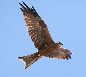 Black Kite (Milvus migrans), Northern Territory, Australia