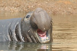 20.11.20 Nördlicher See-Elefant