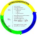 Imagen del Modelo para la Construcción de Consenso propuesto por la doctora Aura M. Torres Reyes (Colombia)