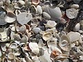 Mollusc shells on marine beach (Cayo Costa Island, Florida, USA) 23.jpg