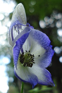 Monk's-Hood (Aconitum napellus)