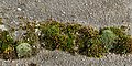 * Nomination Moss on a discarded concrete roof tile. Moss is mainly Tortula, center, with two tufts of lighter Grimmia. --W.carter 13:15, 19 March 2017 (UTC) * Promotion Good quality--ArildV 13:36, 19 March 2017 (UTC)