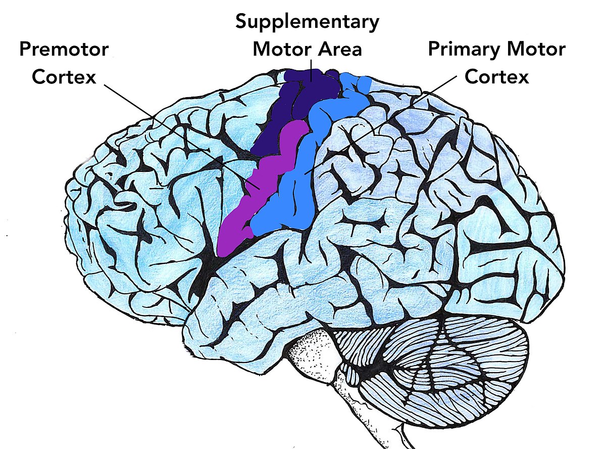 1200px Motor Cortex Two 