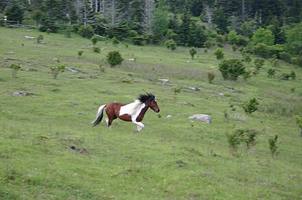Mt. Rogers Wild Ponies Mt. Rogers Wild Ponies.jpg
