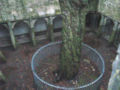 Cloistered courtyard in Muckross Abbey