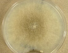 Mucor racemosus (UAMH 8346) cultured on potato dextrose agar at 25 degC for 10 days. Mucor racemosus.jpg