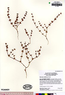 <i>Mucronea</i> genus of plants
