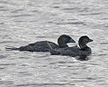 Oxyurinae Stiff-tailed ducks