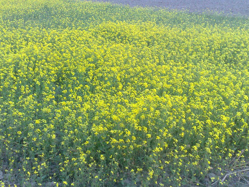 File:Mustard plantation bangladesh.jpg
