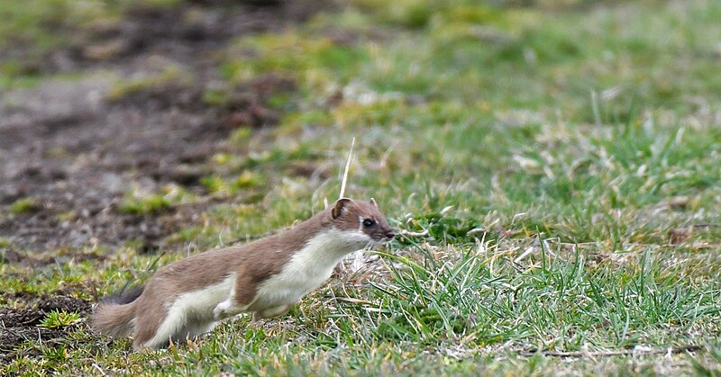 File:Mustela erminea 262903597.jpg