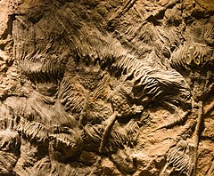 File:Muzeum Mineralogiczne w Szklarskiej Porębie liliowce 21.08.2021 p.jpg (Category:Unidentified Crinoidea fossils)