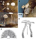 Mycetinis yunnanensis (10.3897-mycokeys.24.12846) Figure 86.jpg