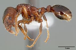 Myrmica incompleta