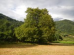 Elsbeerbaum