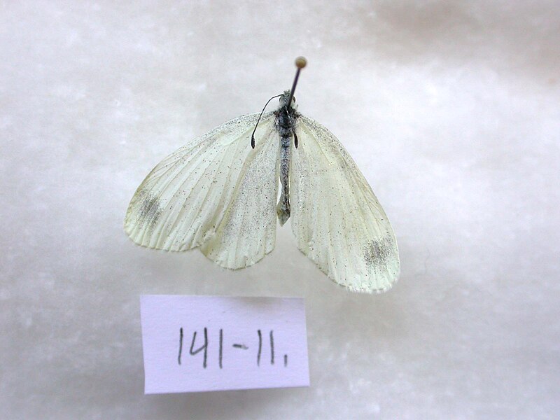 File:NW141-11 Leptidea sinapis (3431183518).jpg