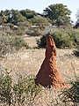 * Nomination Termite Mound in the Kalahari Desert, Namibia --AlexanderKlink 16:41, 14 October 2022 (UTC) * Promotion  Support Good quality. --Poco a poco 10:09, 15 October 2022 (UTC)