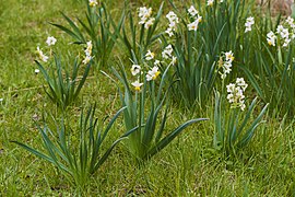 Narcissus tazetta, Agde 03.jpg