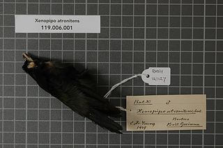 Black manakin Species of bird