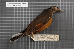Naturalis Biodiversity Center - RMNH.AVES.145033 1 - Neocossyphus poensis poensis (Strickland, 1844) - Turdidae - bird skin specimen.jpeg