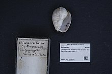 Naturalis биоалуантүрлілік орталығы - RMNH.MOL.212036 - Olivancillaria deshayesiana (Ducros de Saint Germain, 1857) - Olividae - Mollusc shell.jpeg