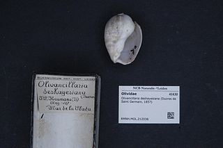 <i>Olivancillaria deshayesiana</i> species of mollusc