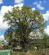 Pedunculate oak Maria-Eich-Str.