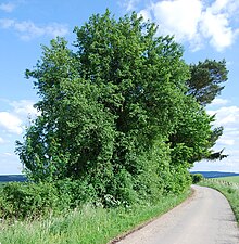 Naturdenkmal Wildbirne im Hochsauerlandkreis bei Dreislar (zu Medebach) an einer Nebenstraße von der Ölfestraße.JPG