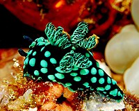 Nembrotha cristata